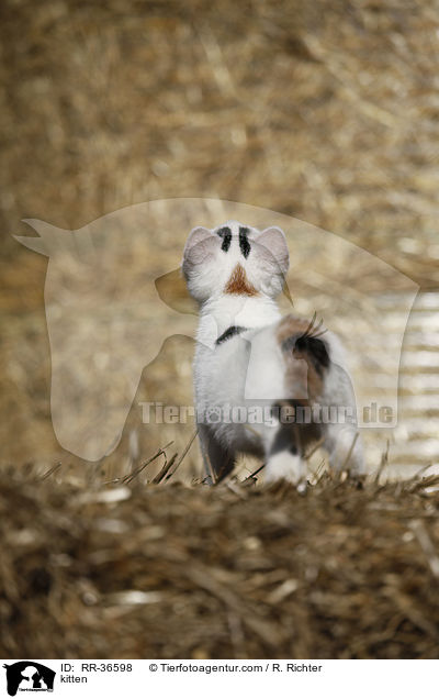 kitten / RR-36598