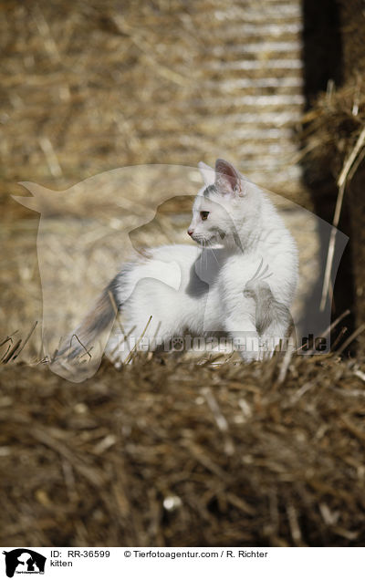 kitten / RR-36599