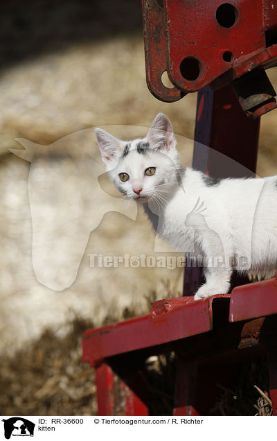 kitten / RR-36600