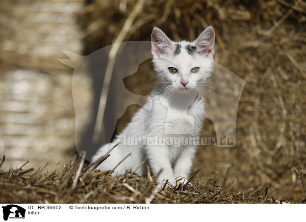 kitten / RR-36602