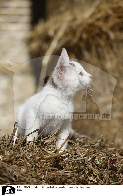 kitten / RR-36604