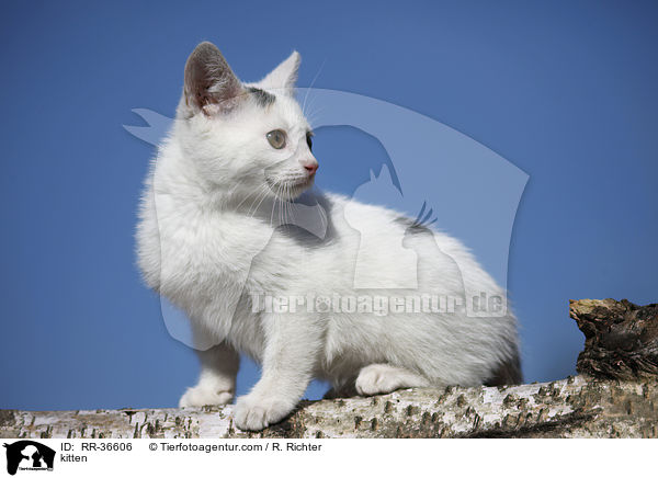 kitten / RR-36606