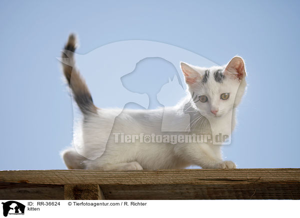kitten / RR-36624