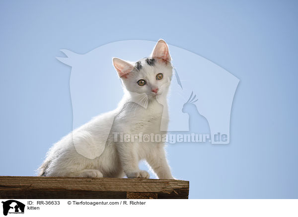 kitten / RR-36633