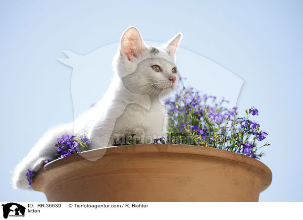 kitten / RR-36639
