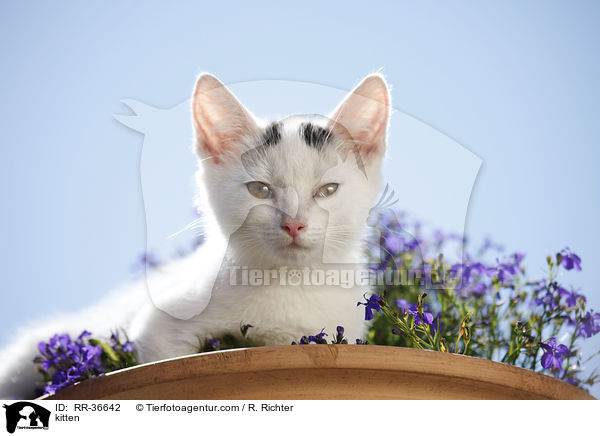 kitten / RR-36642