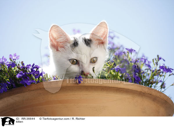 kitten / RR-36644