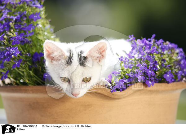 kitten / RR-36651
