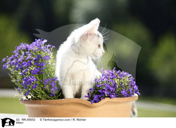 kitten / RR-36652