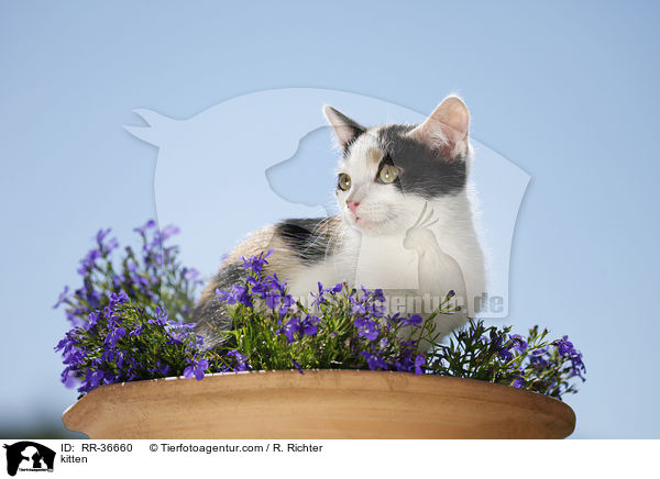 kitten / RR-36660