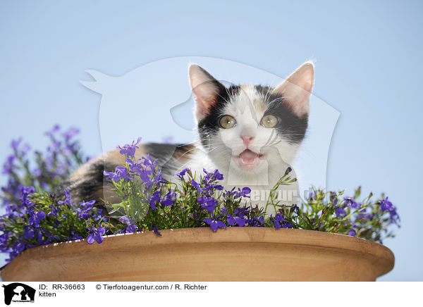 Hausktzchen / kitten / RR-36663