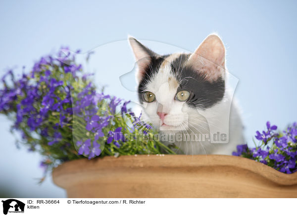 kitten / RR-36664