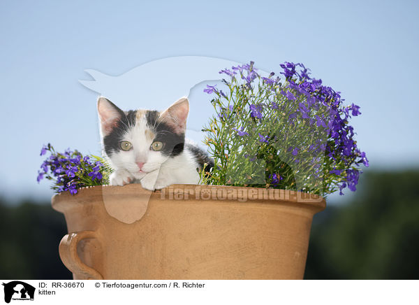 kitten / RR-36670