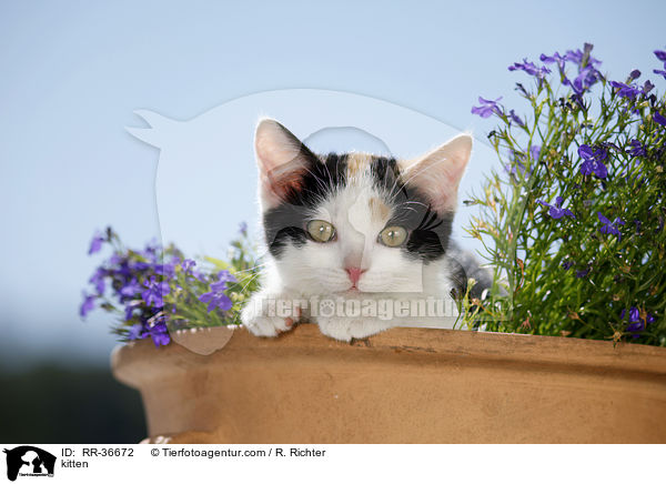 kitten / RR-36672