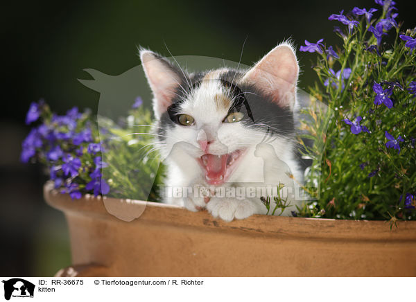kitten / RR-36675
