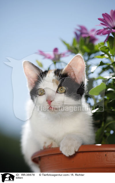 kitten / RR-36678