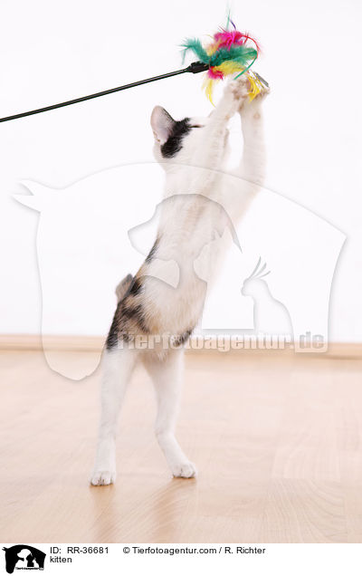 Hausktzchen / kitten / RR-36681