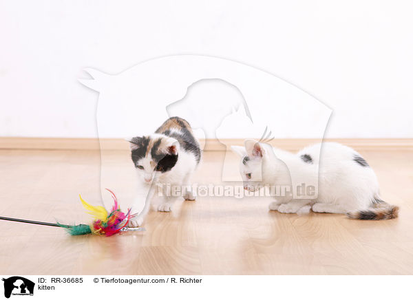 kitten / RR-36685