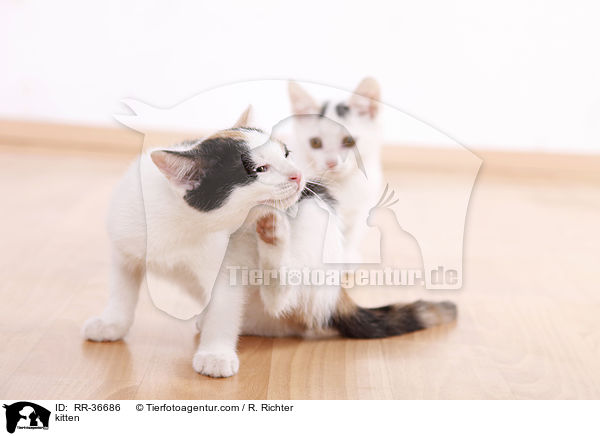kitten / RR-36686