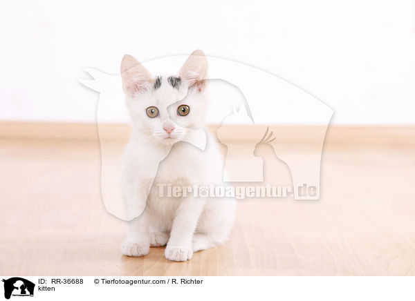 kitten / RR-36688