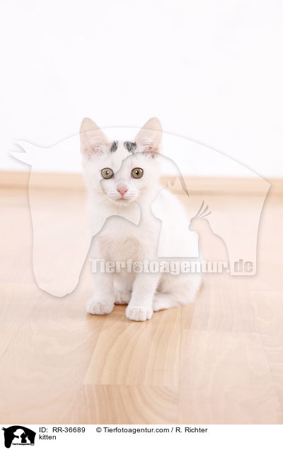 kitten / RR-36689