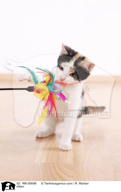 Hausktzchen / kitten / RR-36696