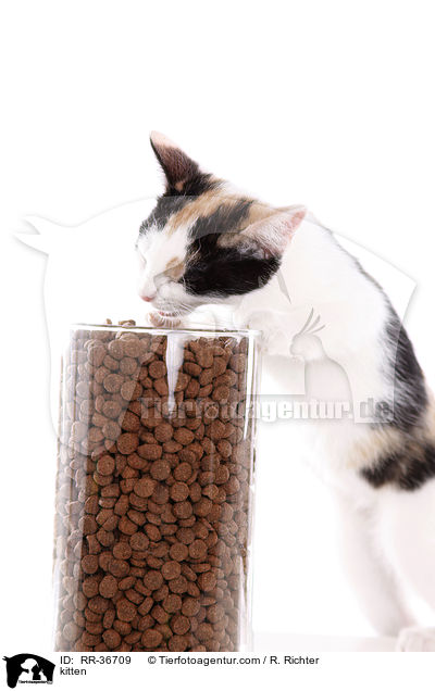 kitten / RR-36709