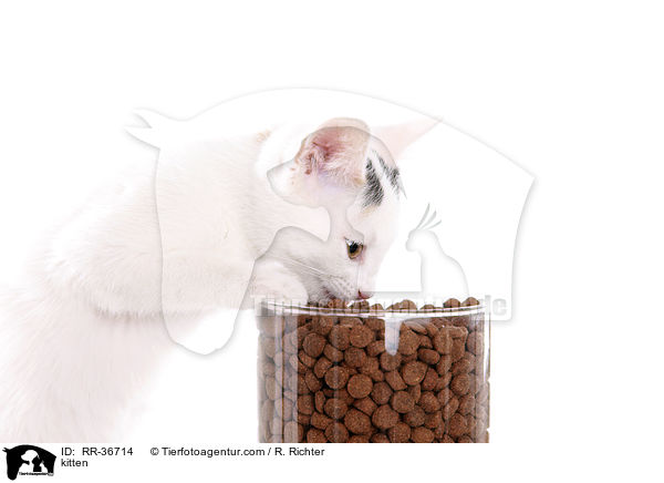 kitten / RR-36714