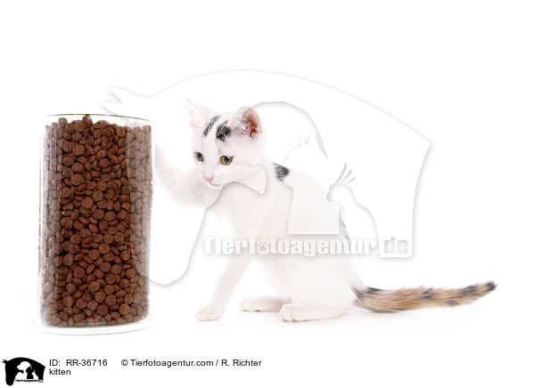 kitten / RR-36716
