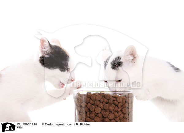 kitten / RR-36718
