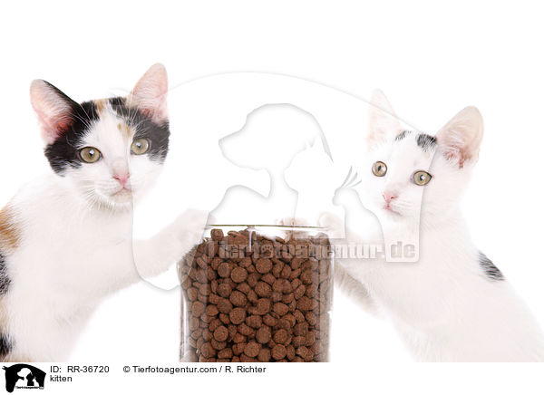 kitten / RR-36720