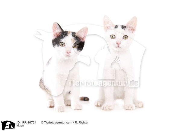 kitten / RR-36724