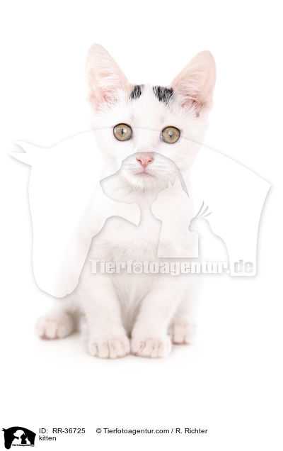 kitten / RR-36725