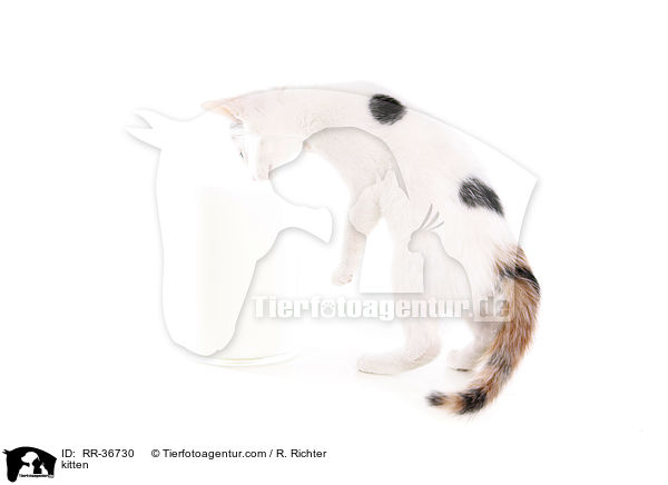 Hausktzchen / kitten / RR-36730