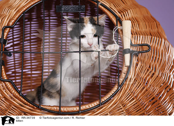 Hausktzchen / kitten / RR-36739