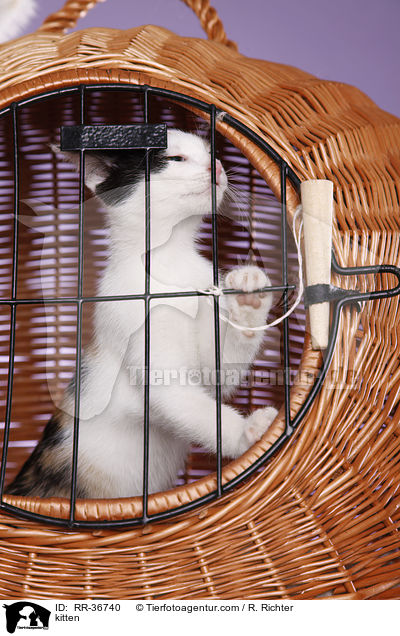 kitten / RR-36740