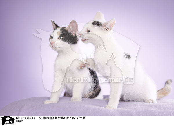 kitten / RR-36743