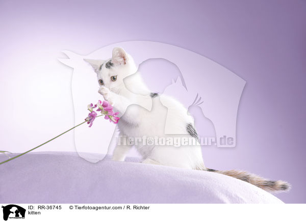 kitten / RR-36745