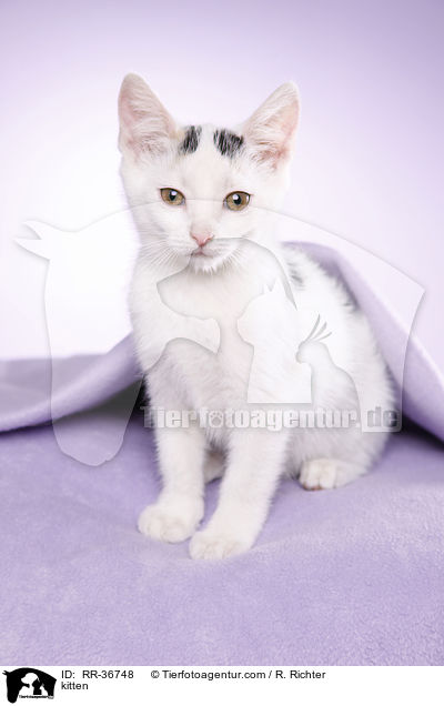 kitten / RR-36748