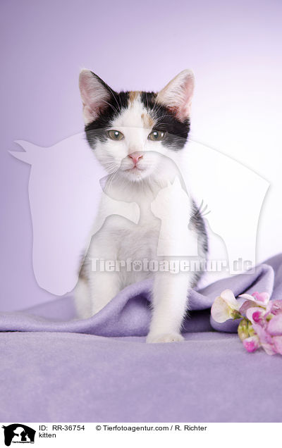 kitten / RR-36754