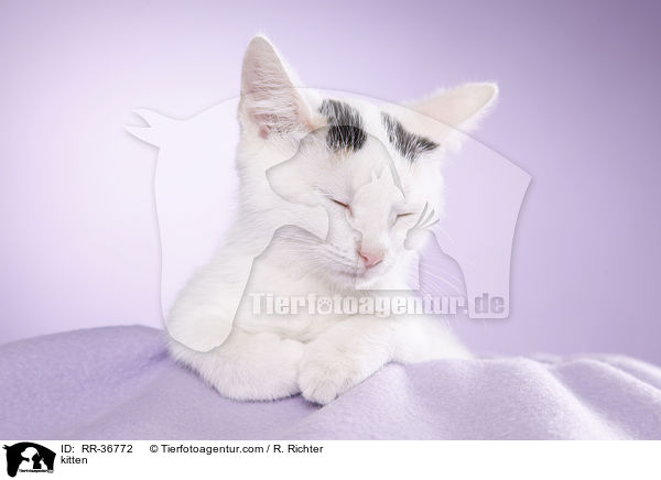 kitten / RR-36772