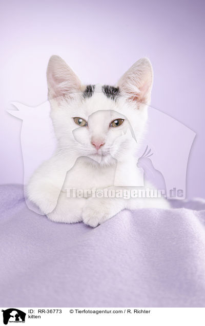 kitten / RR-36773