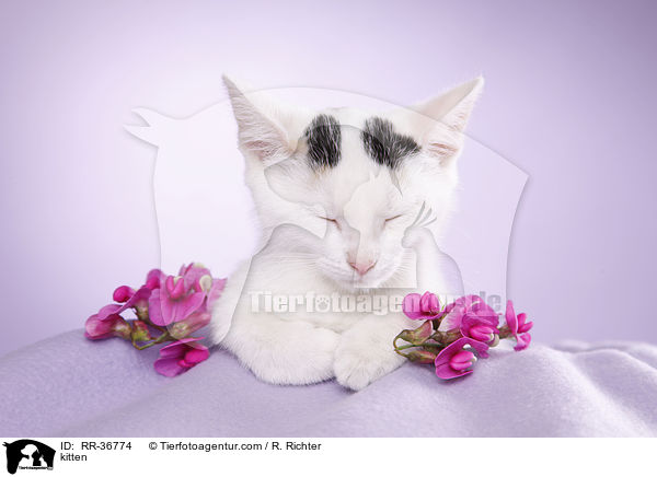 kitten / RR-36774