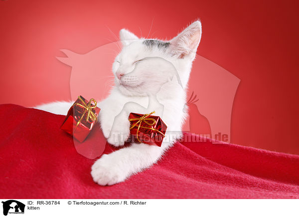 kitten / RR-36784
