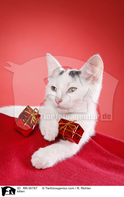 kitten / RR-36787