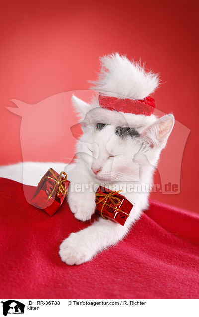 Hausktzchen / kitten / RR-36788