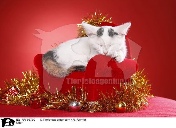 kitten / RR-36792