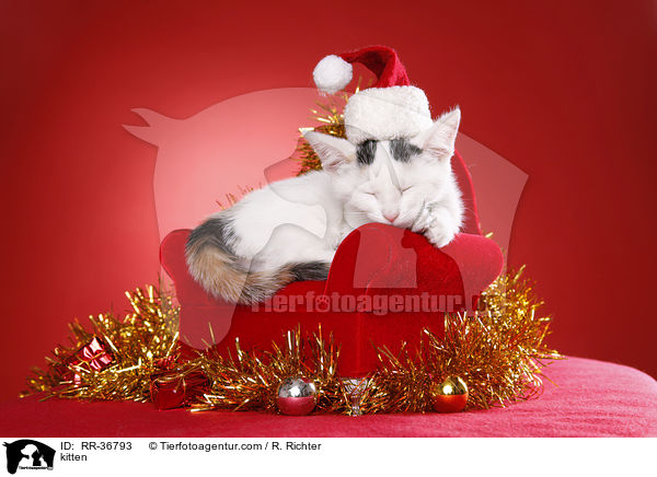 Hausktzchen / kitten / RR-36793