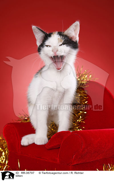 kitten / RR-36797