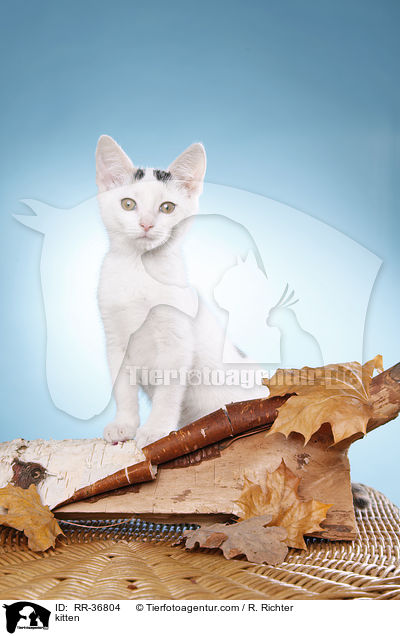 kitten / RR-36804